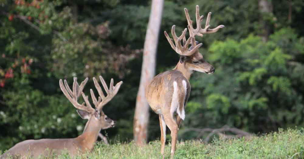 Pennsylvania Trophy Whitetail Bucks