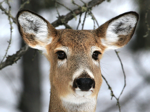 Whitetail Deer Ears