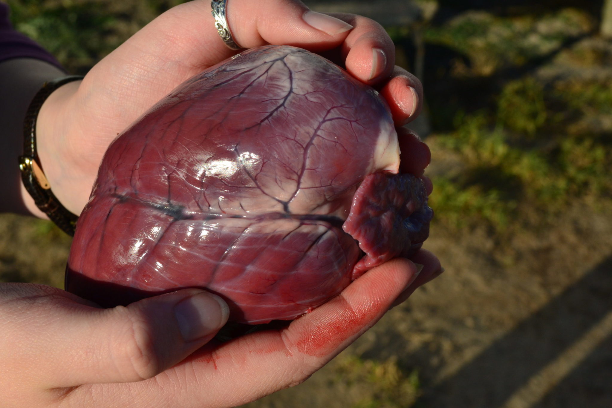 Deer Heart Pickled Recipe - Best 7 Methods For You 1 Deer Heart Pickled Recipe - Best 7 Methods For You