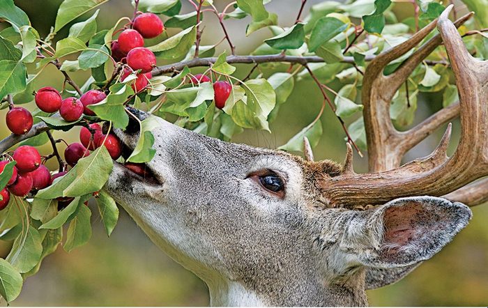 TASTY DEER!!! | Dannerholz Whitetails