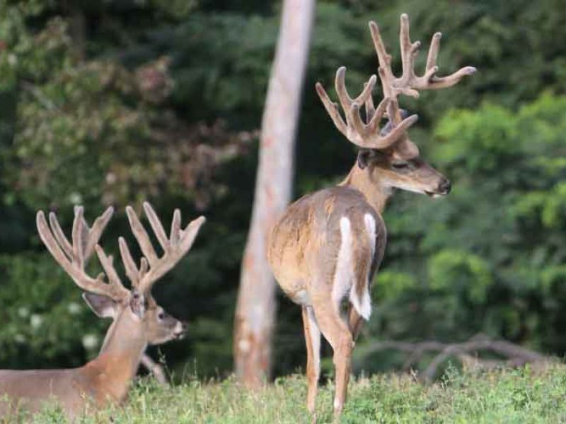 huge-trophy-whitetail-bucks-low